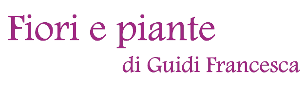Fiori e piante di Guidi Francesca