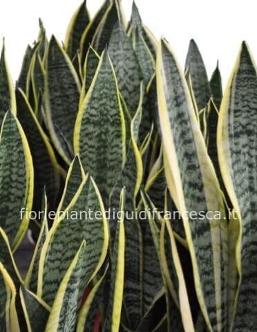 Pianta di sansevieria h. 25 cm