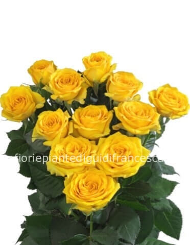 Rose gialle a steli, prima scelta, lunghezza 70 cm