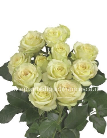 Rose bianche a steli, prima scelta, lunghezza 70cm