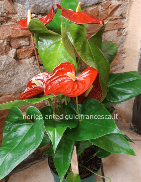  Anthurium