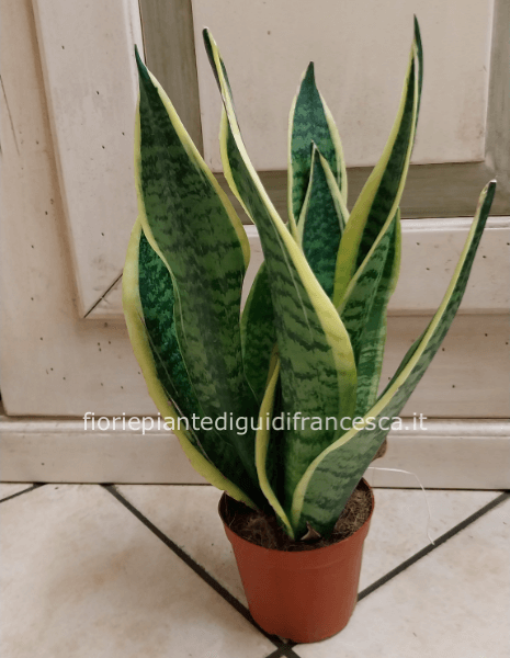 Sansevieria trifasciata altezza 30 cm