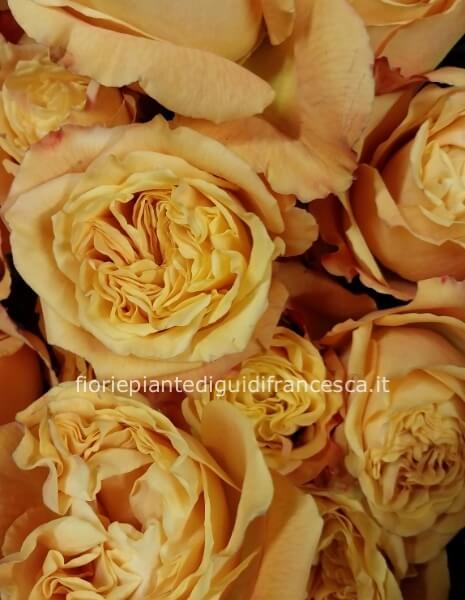 Rose gialle