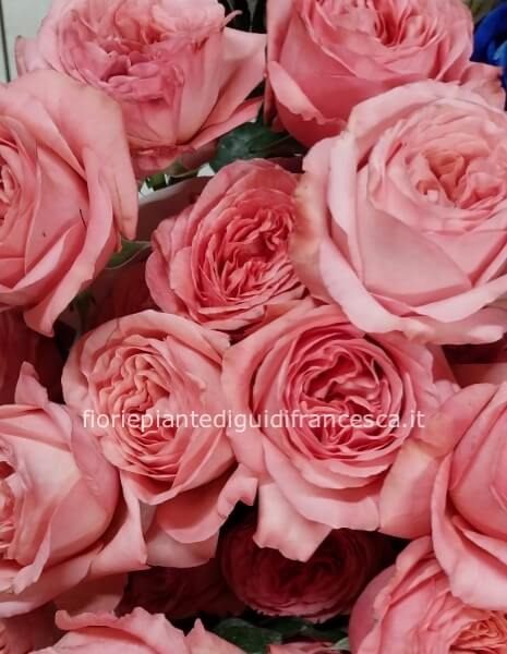Rose rosa