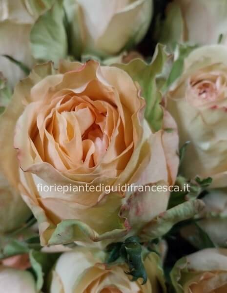 Rosa country