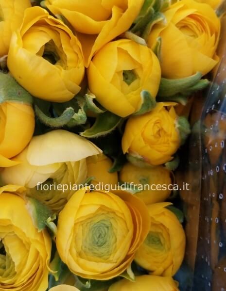 Ranuncoli con mimosa